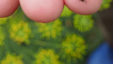 Ladybird Hand Crawling Ladybug Macro Stock Footage 114751506