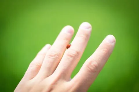 Ladybird on hand Stock Photos