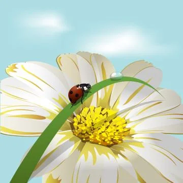 Ladybird on herb Illustrazione stock