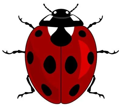 Ladybird Stock Illustration