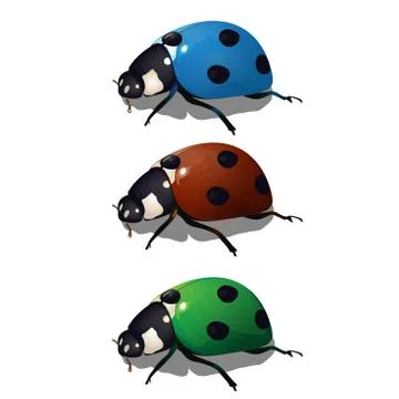 Ladybird Stock Illustration