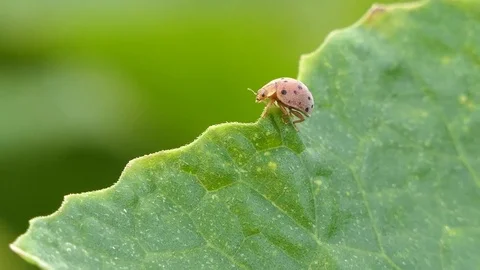 Ladybird ladybug bug insect on green grass. 4k video Stock Footage 82637512