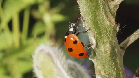 Ladybird Ladybug cleaning itself macro close up stock footage Stock-Footage 313526017