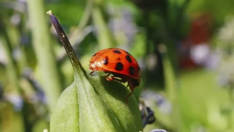 Ladybird ladybug cleaning itself macro close up stock footage Video stock 335884134