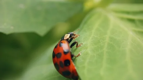 Ladybird ladybug cleaning itself macro close up stock footage Stock Footage 337925200