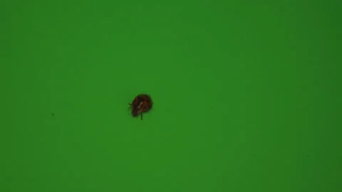 Ladybird Ladybug Close up on Green Screen Chroma Key Pt 1 of 2 Stock Footage 160293504