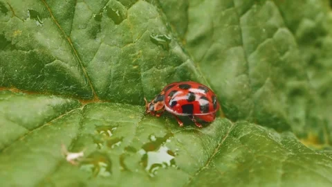 Ladybird ladybug crawling on green leaf in macro close up stock footage Stock Footage 312034587