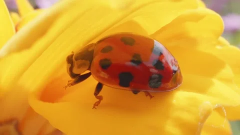 Ladybird ladybug crawling over marigold flower in macro close up stock footag Stock-Footage 311310201