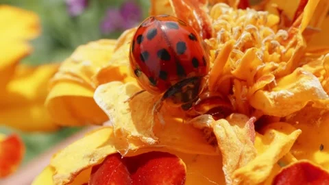 Ladybird ladybug crawling over marigold flower in macro close up stock footag Видео 311310311