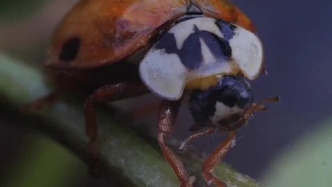 Ladybird Ladybug Drying Itself Macro Videos 01 Stock Footage 271216403