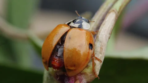 Ladybird Ladybug Drying Itself Macro Videos 01 Stock Footage 271216525
