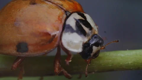 Ladybird Ladybug Drying Itself Macro Videos 01 Stock Footage 271216528