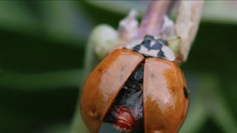 Ladybird Ladybug Drying Itself Macro Videos 01 Stock Footage 271216536