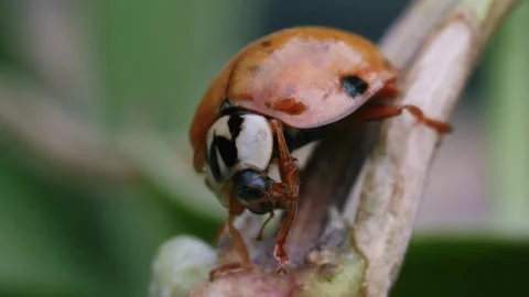 Ladybird Ladybug Drying Itself Macro Videos 01 Stock Footage 271216544