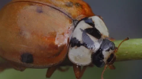 Ladybird Ladybug Drying Itself Macro Videos 01 Stock Footage 271216589
