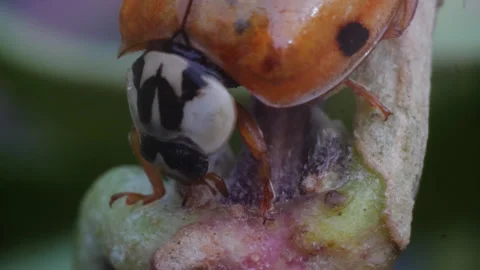 Ladybird Ladybug Drying Itself Macro Videos 01 Stock Footage 271216597