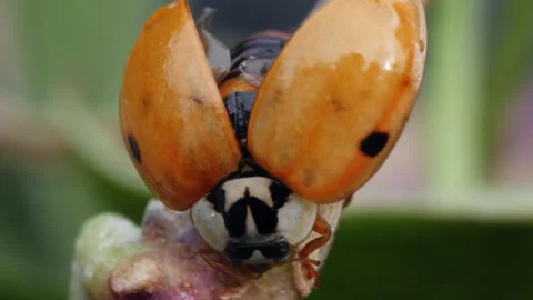 Ladybird Ladybug Drying Itself Macro Videos 01 Stock Footage 271216599