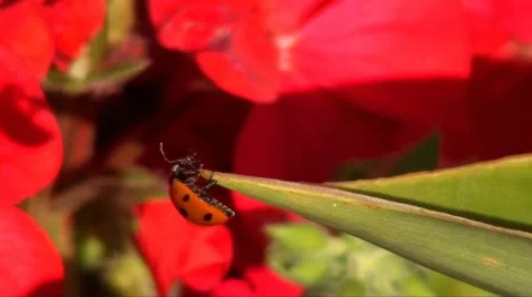 LADYBIRD  LADYBUG Stock Footage 10876597