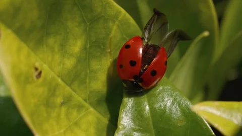 Ladybird/ Ladybug On A Leaf Opens Wings 스톡 동영상 303990992