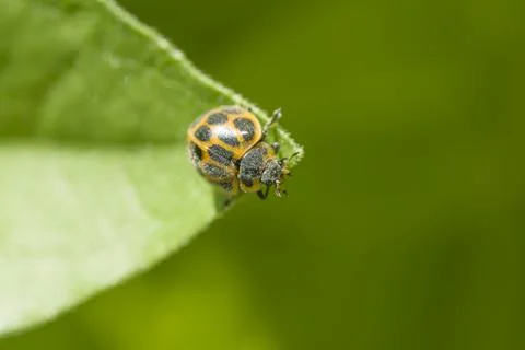 Ladybird , ladybug , perche on a leaf , in th garden Stock Photos