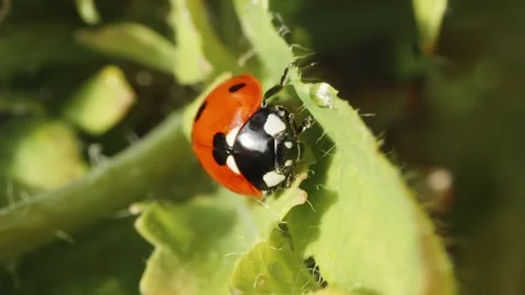 Ladybird Ladybug resting on leaf macro close up stock footage Vídeo Stock 313525894
