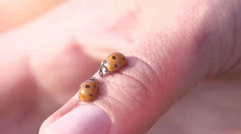 Ladybird ladybug slow motion Stock Footage 25604444