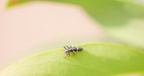 Ladybird larva settles on a green leaf Stock Footage 335138149