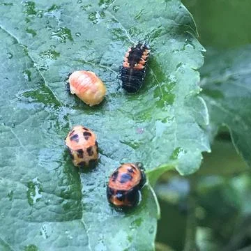 Ladybird larvae on apple tree leaf at various stages of development Foto stock