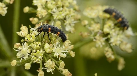 Ladybird Larvae on wildflowers Stock Footage