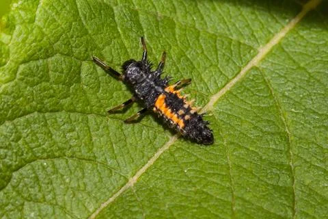 Ladybird larve Stock Photos