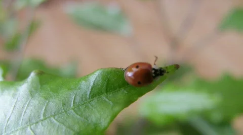 Ladybird on a leaf. Video stock 272314