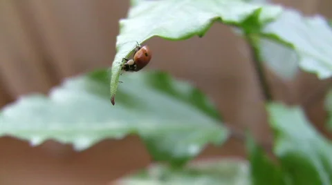 Ladybird on a leaf.  Stock Footage 276190