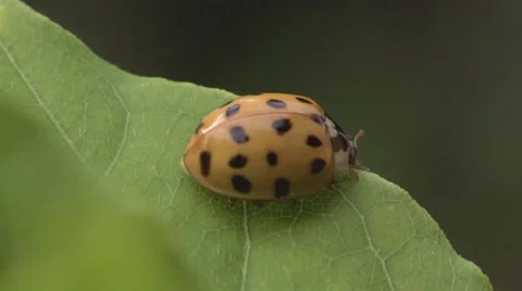 Ladybird on a leaf Stock Footage 55651894
