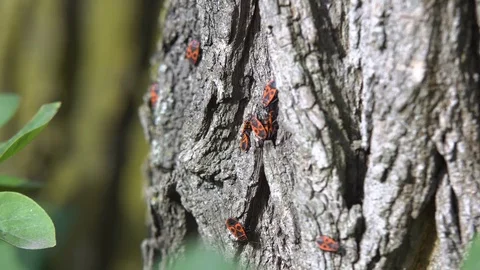 Ladybird on a leaf Stock Footage 81421050