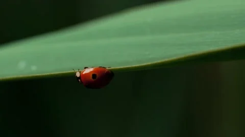 Ladybird on a leaf Stock Footage 137121476