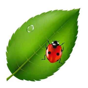 Ladybird on leaf Stock Illustration