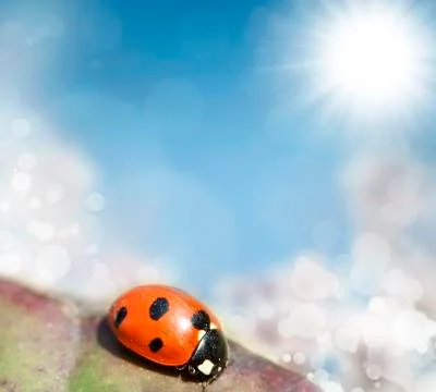 Ladybird on a leaf Stock Illustration