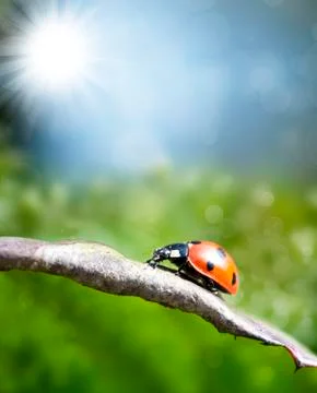 Ladybird on a leaf Stock Illustration