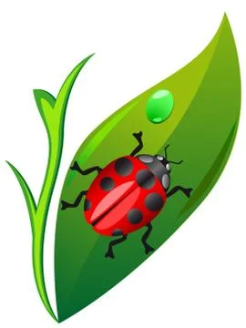 Ladybird on leaf Ilustración de archivo