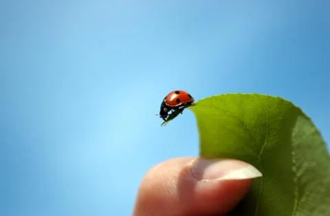 Ladybird on a leaf Foto stock