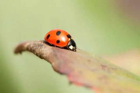 Ladybird on a leaf Foto stock
