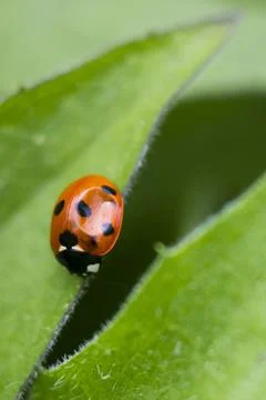 Ladybird on a Leaf Stock Photos