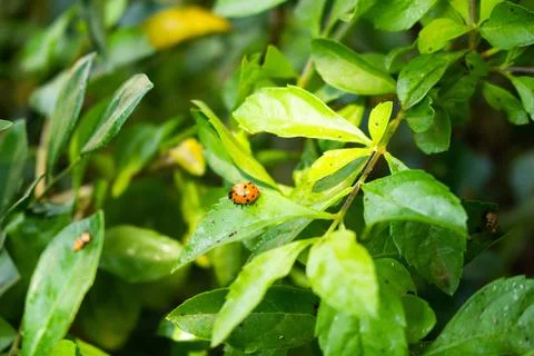 Ladybird on a leaf Stockfoto's