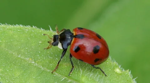 Ladybird on leaf slow mo Stock Footage 66273607