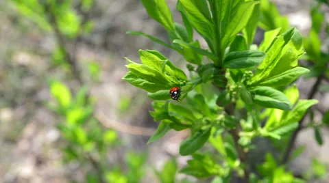 Ladybird on a leaflet 動画素材 49303655