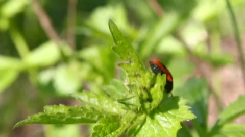 Ladybird on a leaflet. Video stock 57624741
