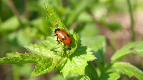 Ladybird on a leaflet. Video stock 57624847