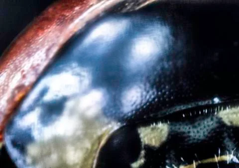 Ladybird Macro Stock Photos