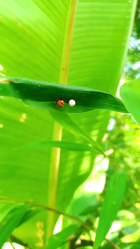 Ladybird Mimic Spider and Egg Sac Under Leaf, Swaying in Wind Vidéo 341889733
