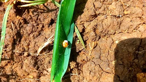 Ladybird Mimic Spider Guarding and Protecting Its Egg Sac 스톡 동영상 341889577